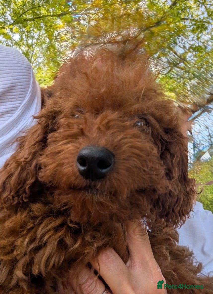Toy Poodle dogs Stunning Red Toy Poodle Puppy–Female ❤️ - Advert 10