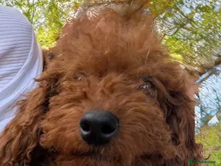 Toy Poodle dogs Stunning Red Toy Poodle Puppy–Female ❤️ - Advert 10