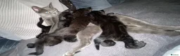 Mixed Breed cats for sale: Fabulous half Russian Blue kittens 🐾 - Advert 6