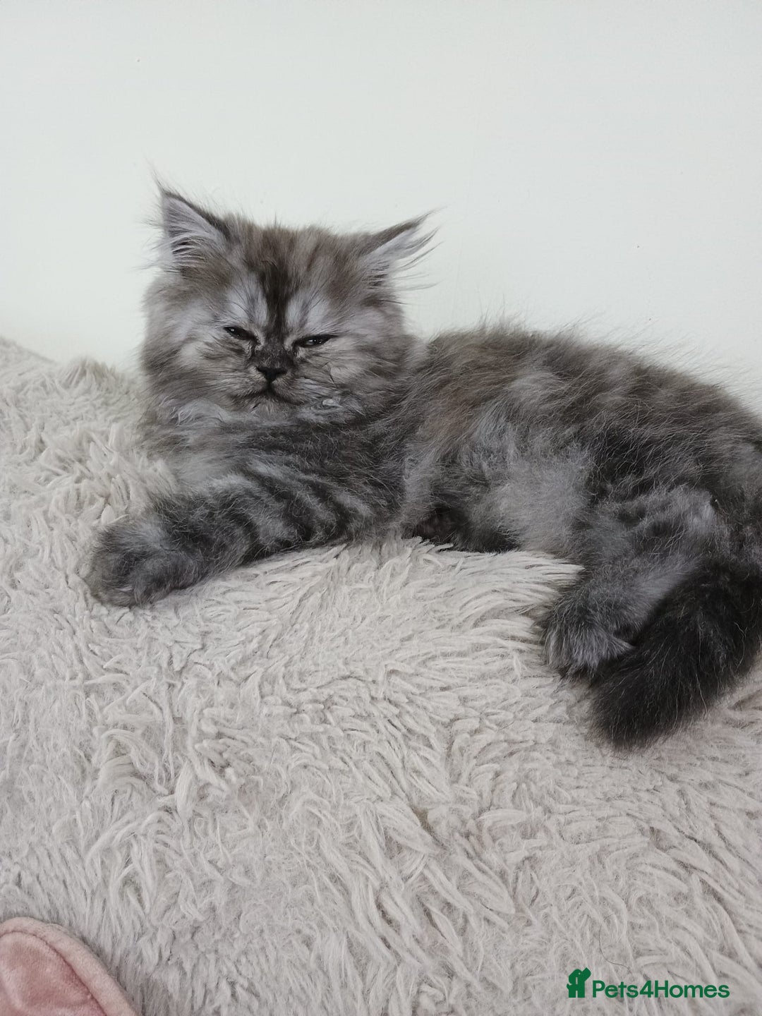 Persian cats for sale: Grey Persian Female Kitten  - Advert 3