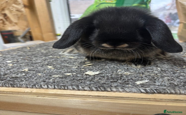 Mini Lop rabbits - Advert 1