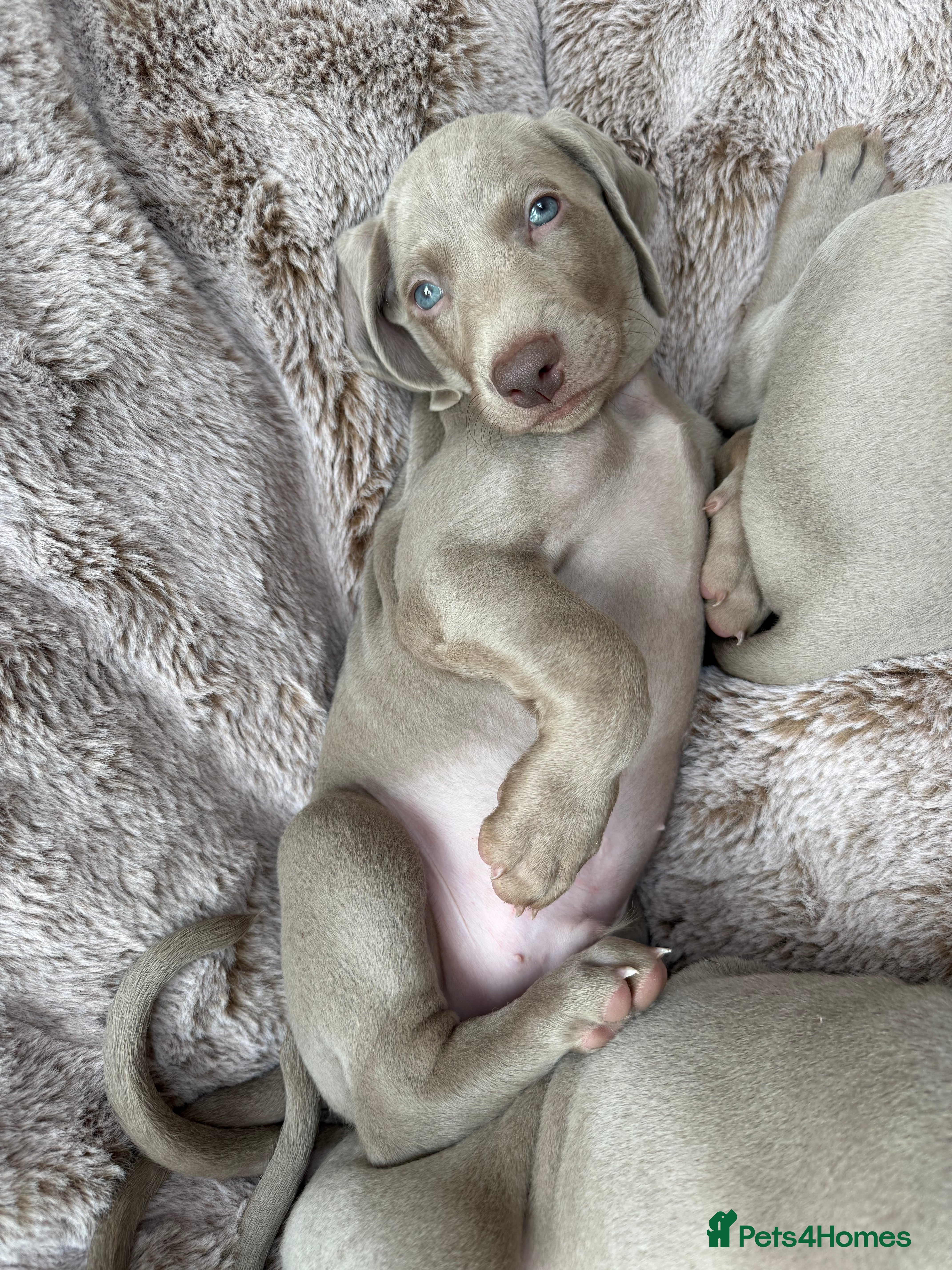 Weimaraner dogs Superb Gunalt Bloodlines & Excellent Temperament - Advert 2