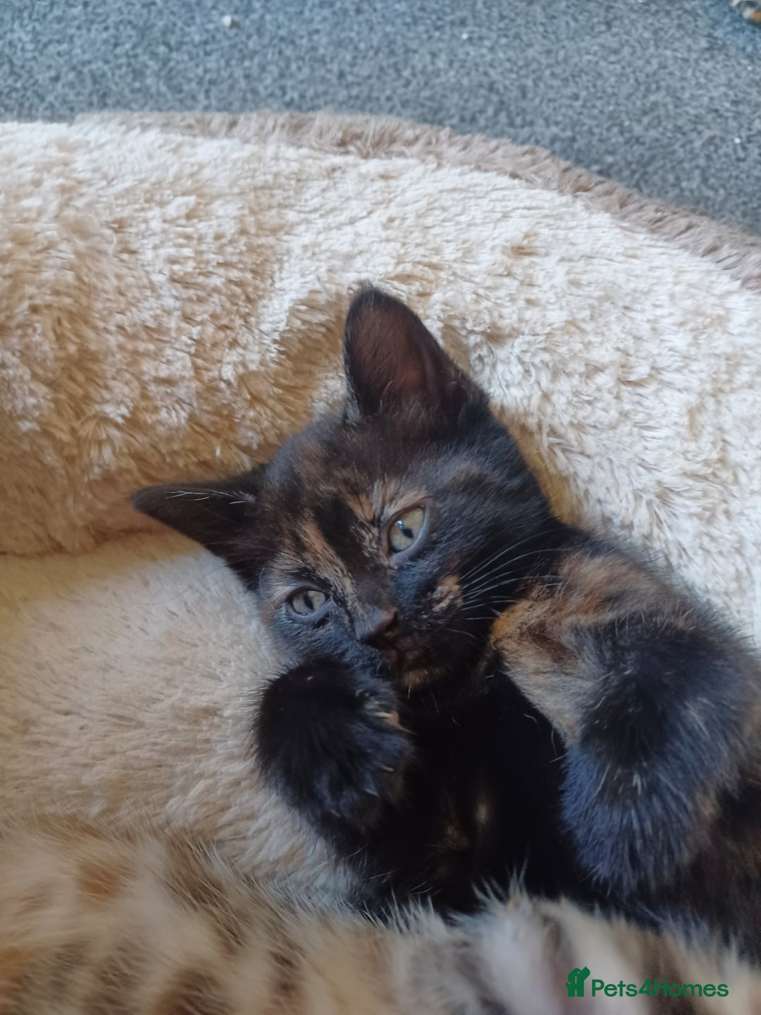 Domestic Shorthair cats for sale: Stunning kittens for sale - Image 14