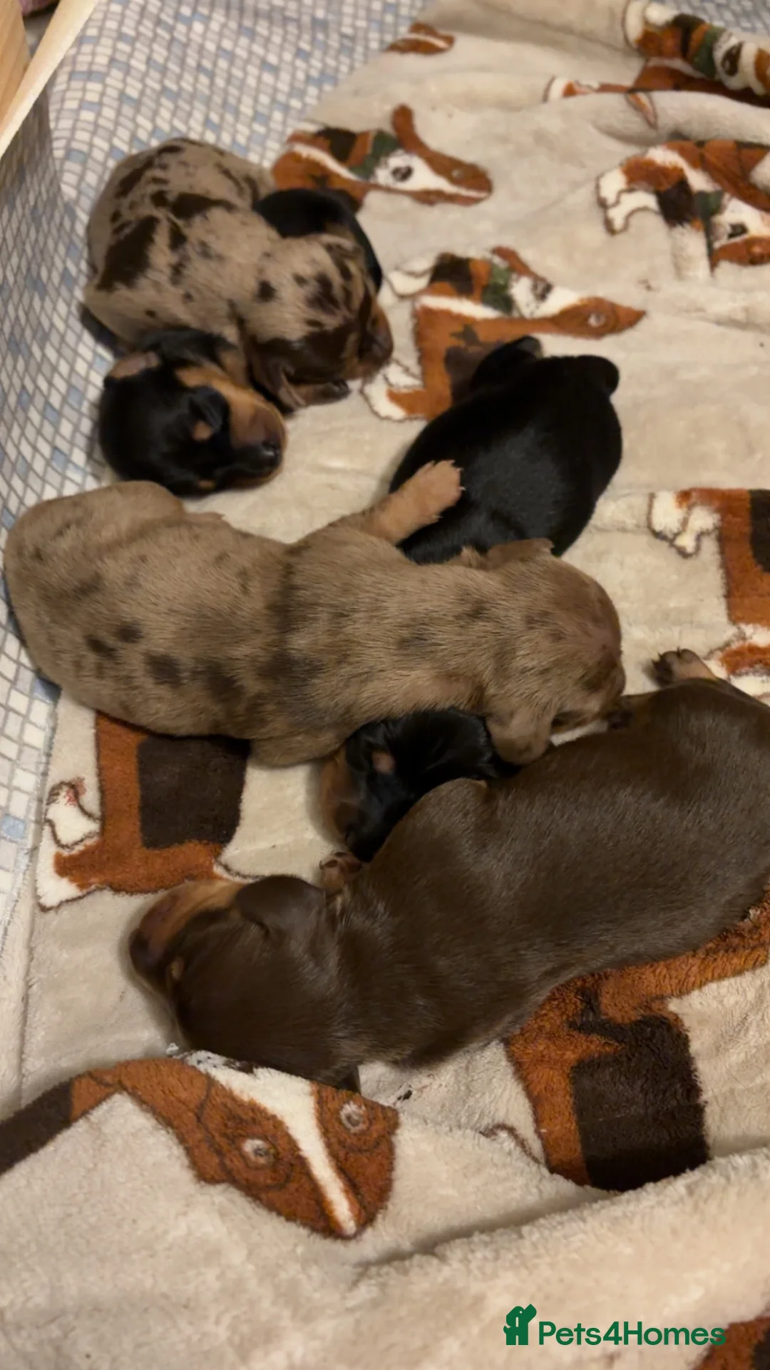 Miniature Dachshund dogs for sale: Miniature Dachshunds  in Thornhill - Advert 19
