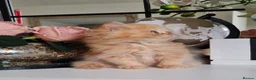 Persian cats for sale: Persian kittens  - Advert 3