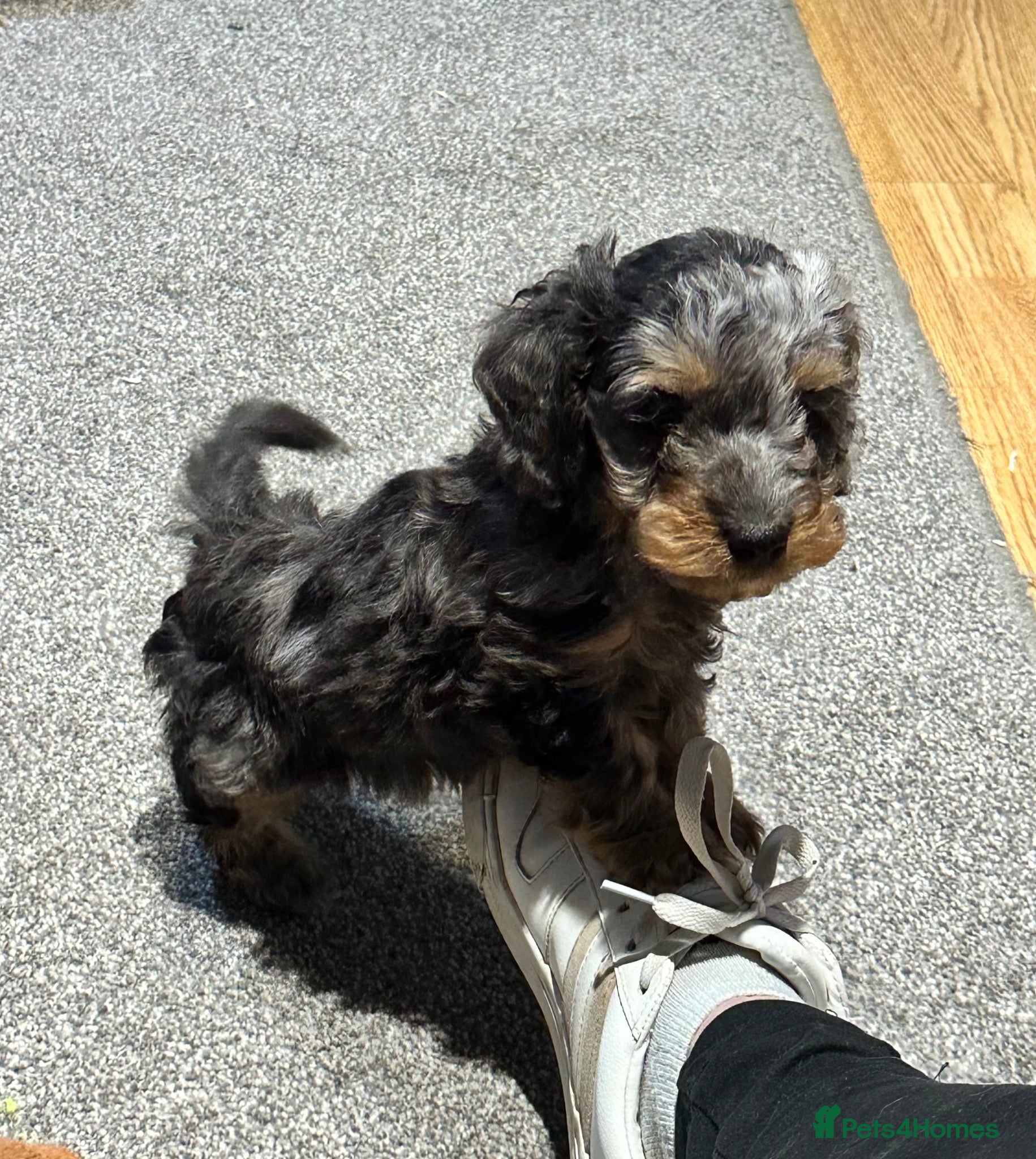 Doxiepoo Puppy 1