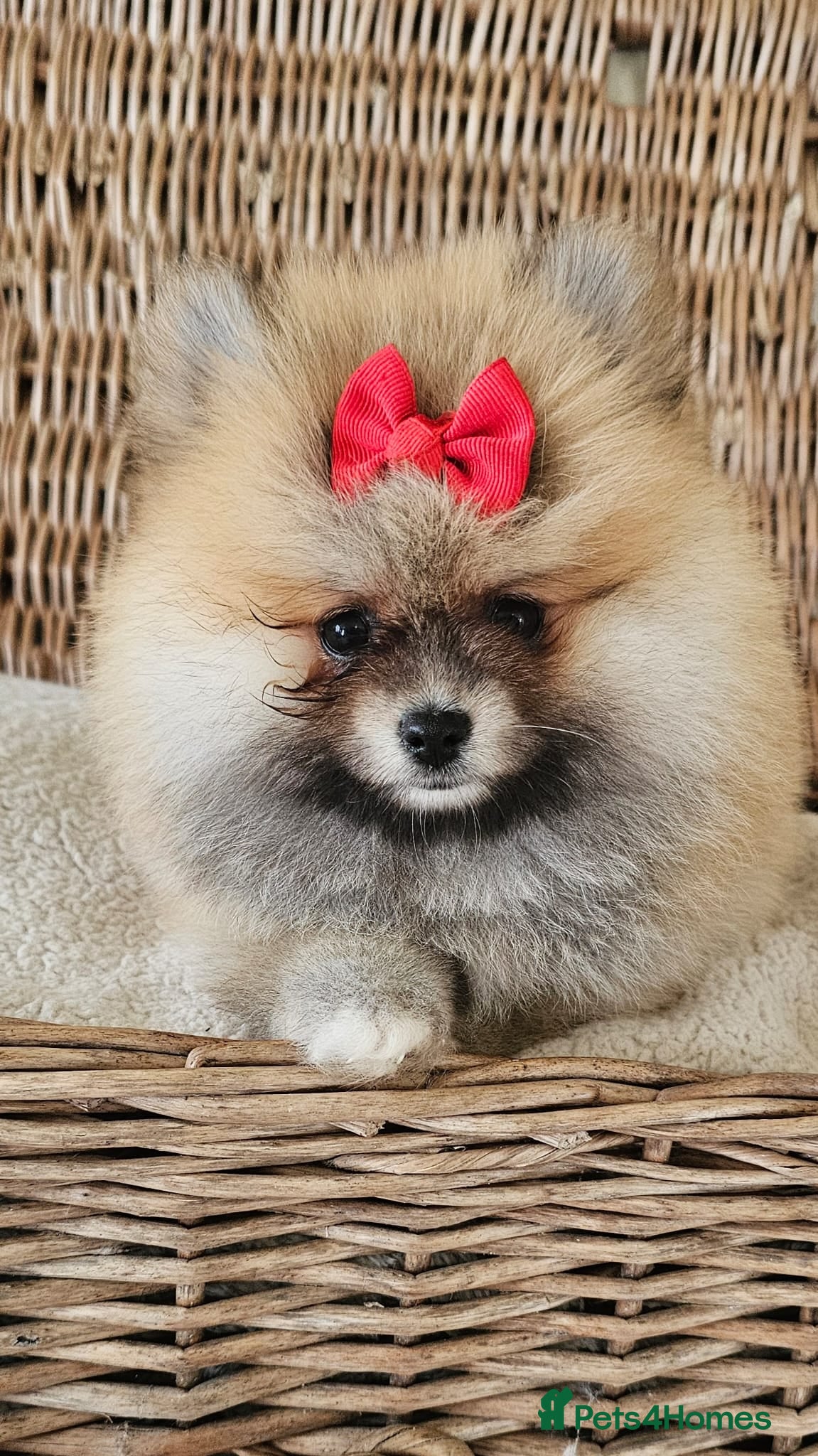 Pomeranian dogs Pomeranian puppies  - Advert 3