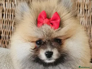 Pomeranian dogs Pomeranian puppies - Advert 3