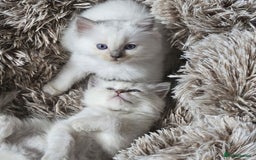 Ragdoll cats for sale: Lilac and blue tica ans Gccf registered ragdolls. - Image 37