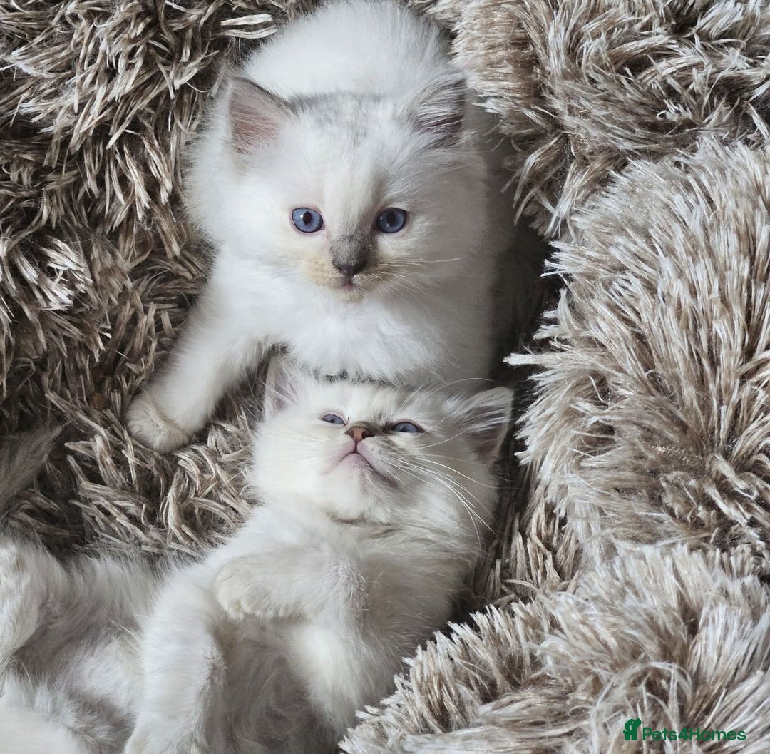 Ragdoll cats for sale: Lilac and blue tica ans Gccf registered ragdolls. - Image 37