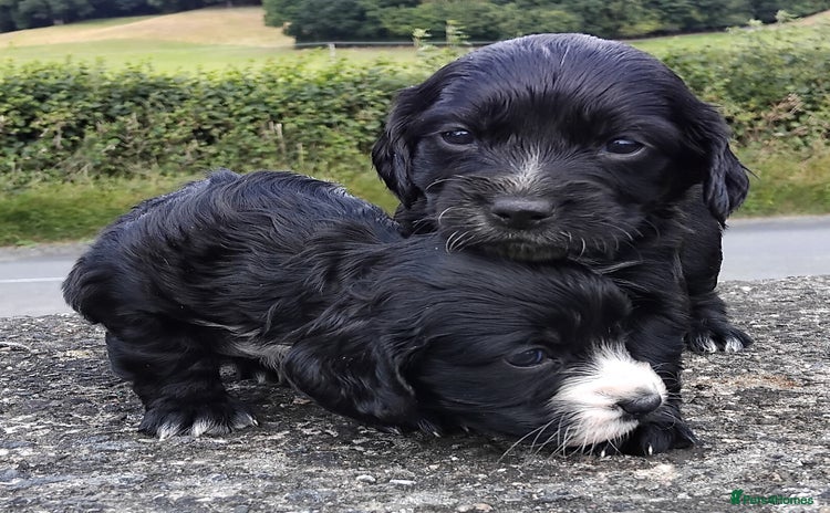 Cocker Spaniel dogs - Advert 9