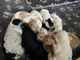 Cocker Spaniel dogs Gorgeous KC/Full Health Cocker Spaniel show type - Advert 2