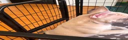 French Bulldog dogs for sale: KC French Bulldog Boys – Fully Vaccinated - Advert 5