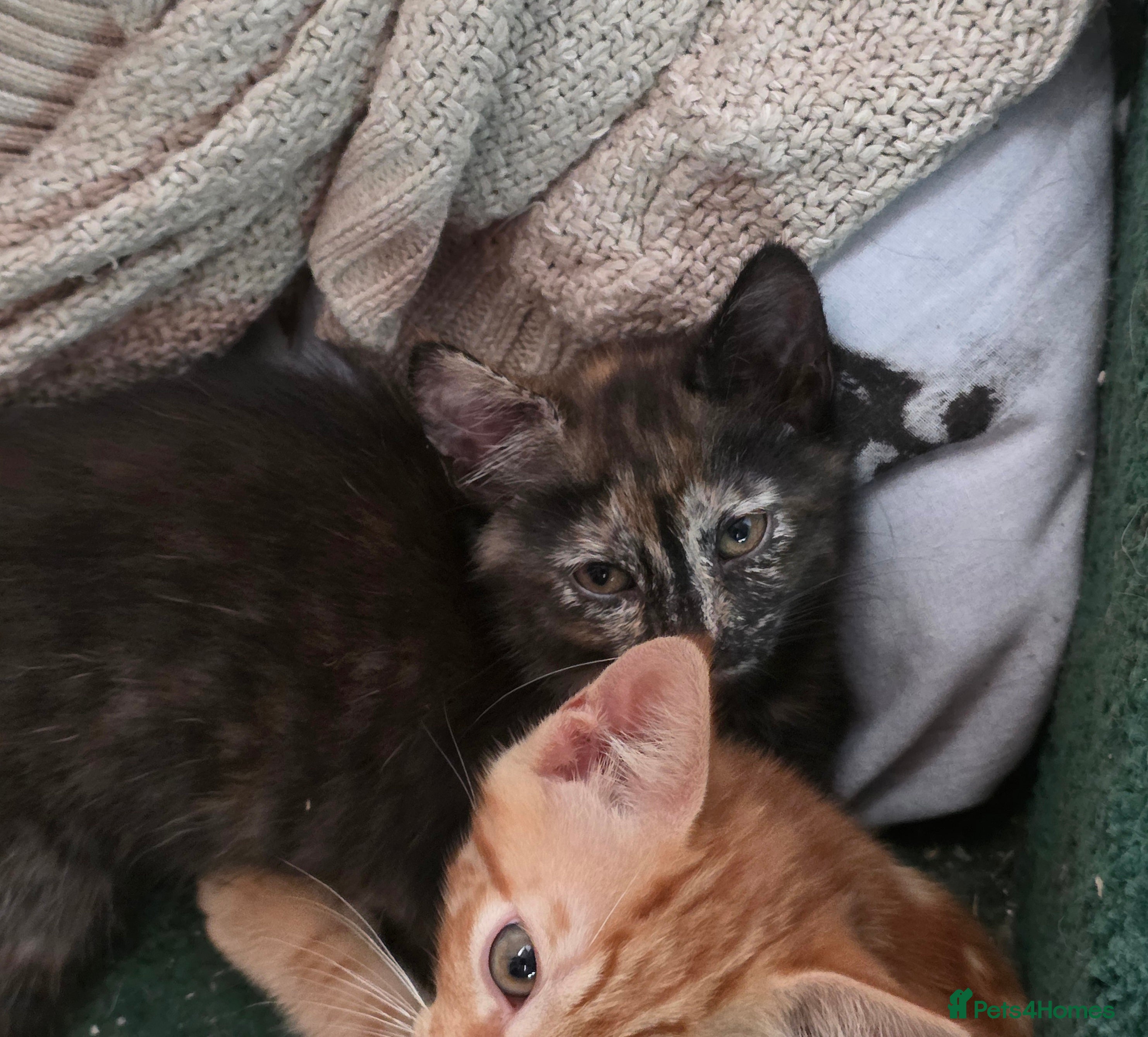 Mixed Breed cats Beautiful kittens mixed bengal  - Advert 2