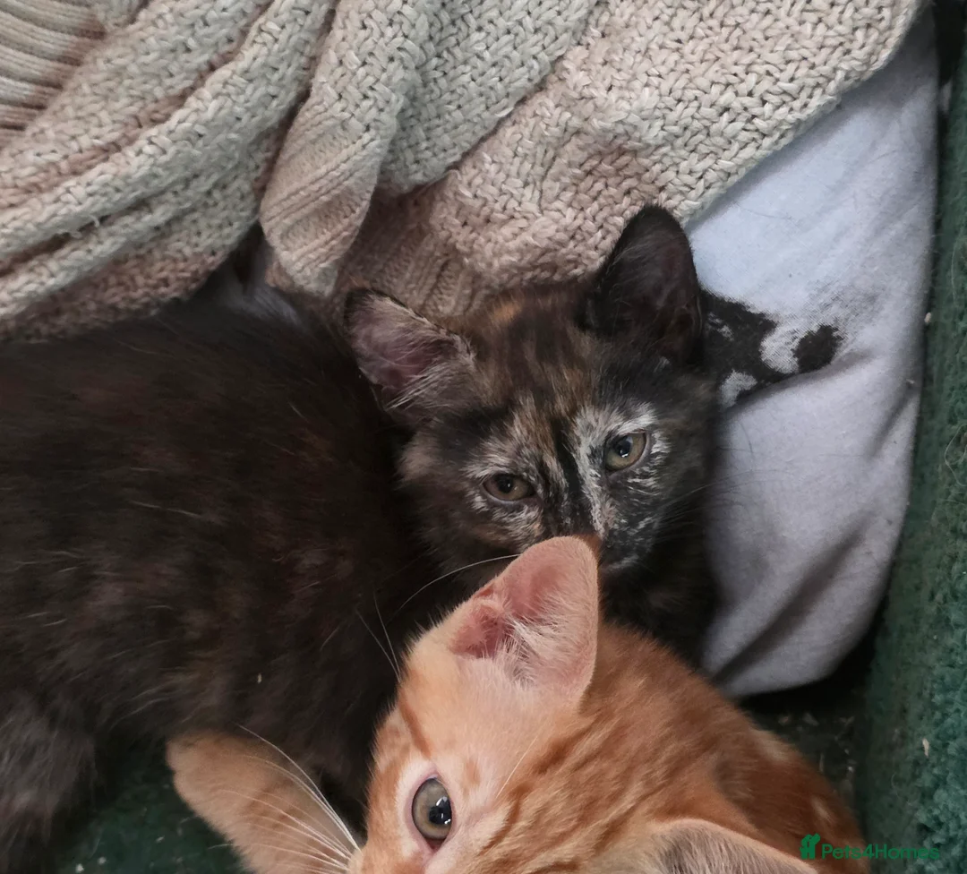 Mixed Breed cats for sale: Beautiful kittens mixed bengal  - Advert 2