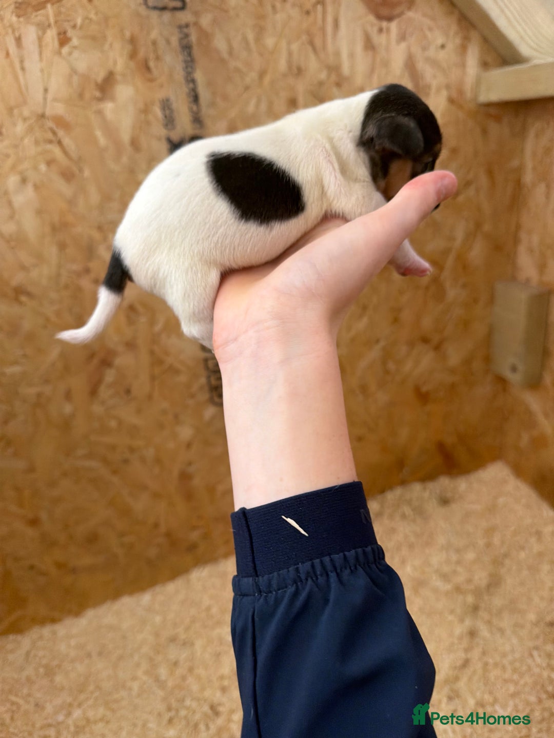 Jack Russell dogs for sale: Adorable Jack russel puppy’s for sale - Advert 8