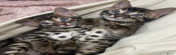 Bengal cats for sale: 🌟Pedigree bengal kittens🌟 - Advert 10