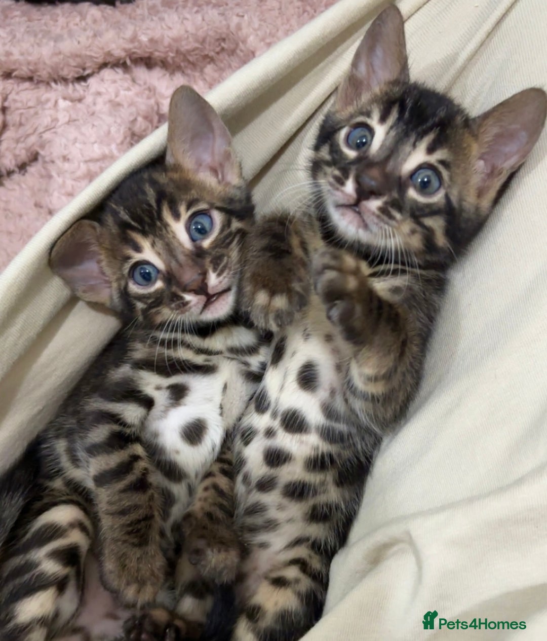 Bengal cats for sale: 🌟Pedigree bengal kittens🌟 - Advert 10
