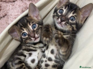 Bengal cats 🌟Pedigree bengal kittens🌟 - Advert 2