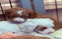 Mixed Breed dogs for sale: Australian Labradoodle  - Image 10