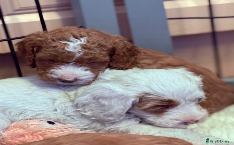 Mixed Breed dogs - Advert 9