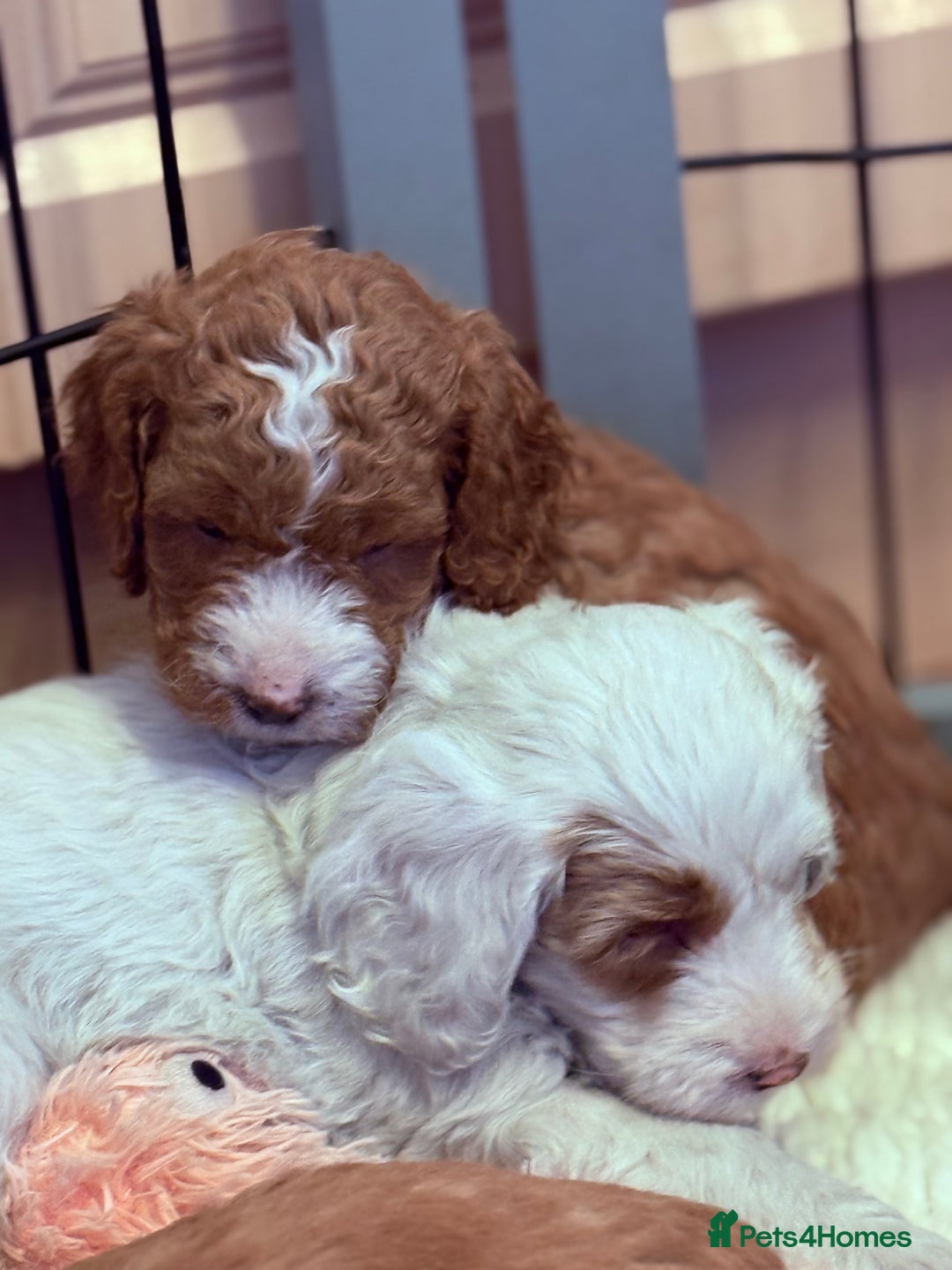 Mixed Breed dogs for sale: Australian Labradoodle  - Image 10