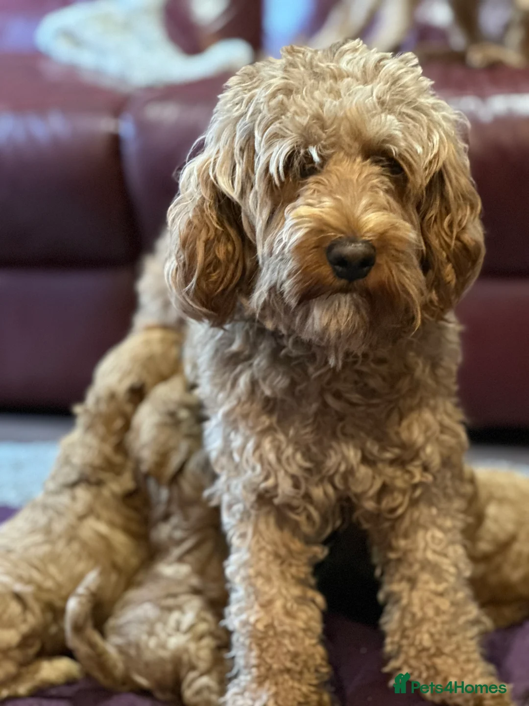 Cockapoo dogs for sale: F2b ready to go home 14th Feb  - Advert 13