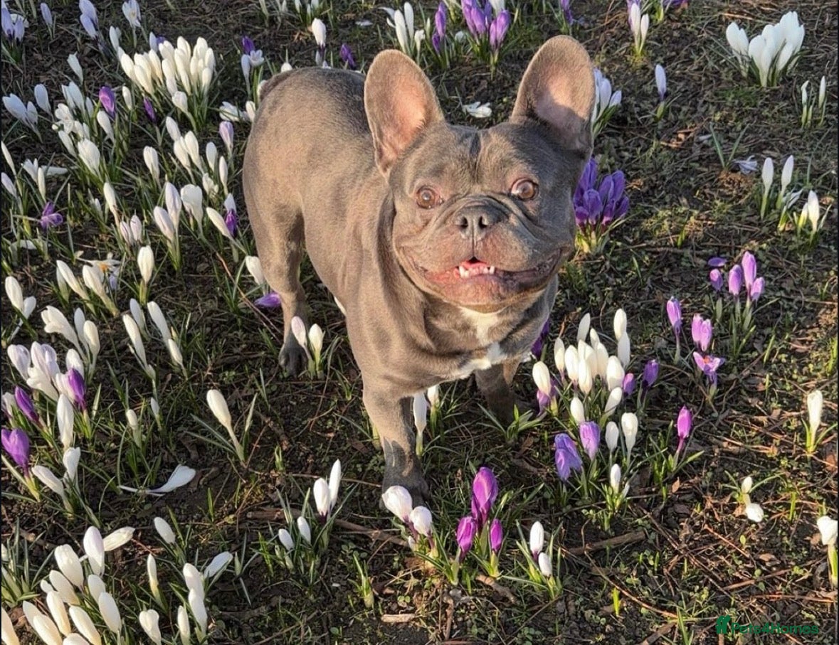 French Bulldog dogs French bulldog for stud - Advert 1