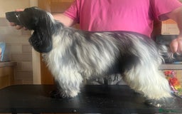 Cocker Spaniel dogs for sale: Blue roan cocker spaniel  - Image 2