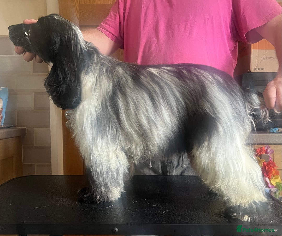Cocker Spaniel dogs for sale: Blue roan cocker spaniel  - Image 2