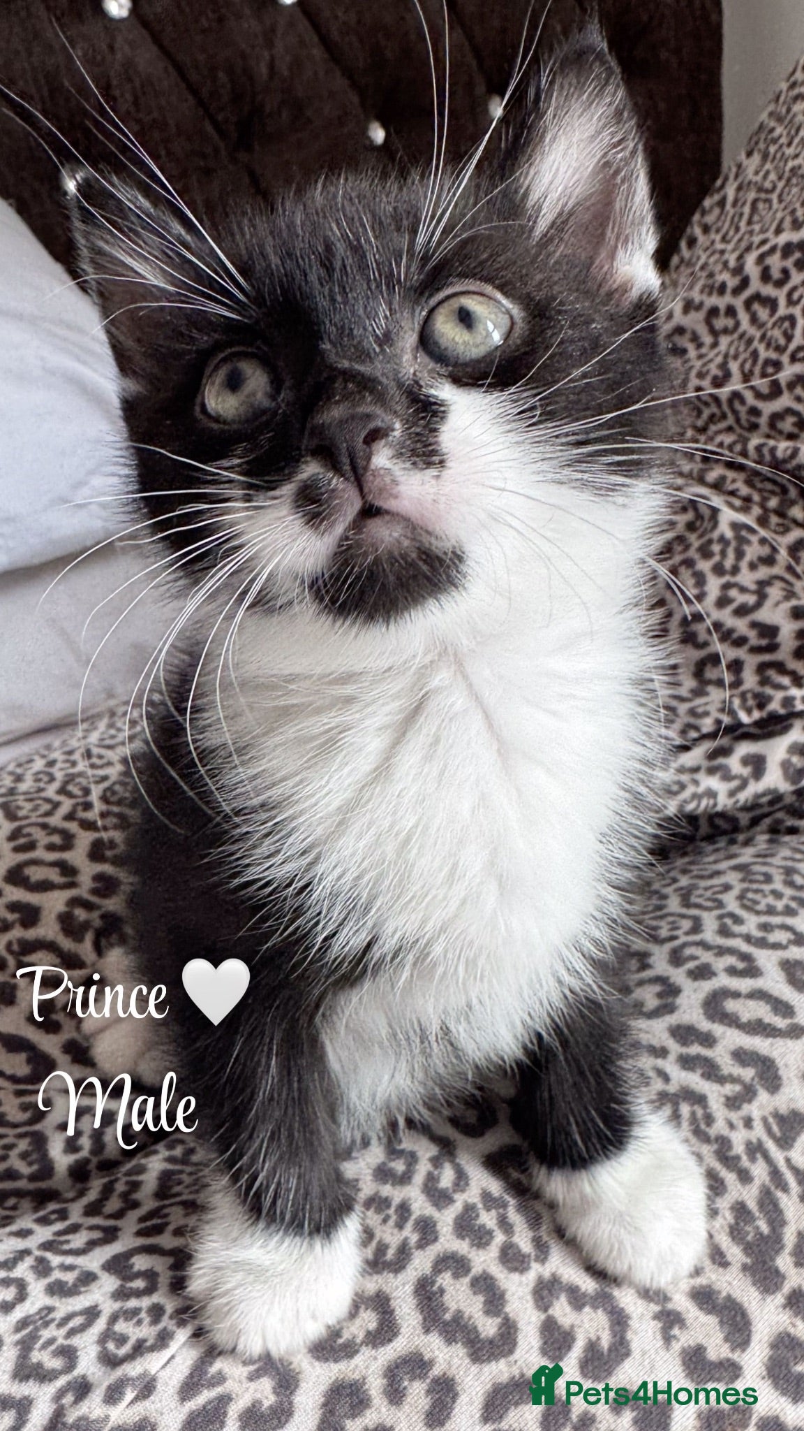 Mixed Breed cats Kittens looking to be rehomed  - Advert 1