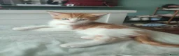 Mixed Breed cats for sale: pair of orange twin kittens - Advert 6