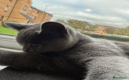 British Shorthair cats for sale: Playful Adorable Male Cat Tommy - Image 3