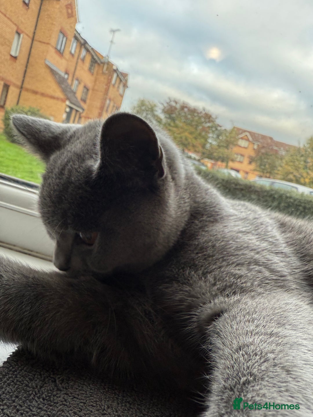 British Shorthair cats for sale: Playful Adorable Male Cat Tommy - Image 3