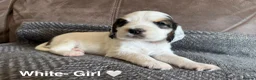 Cocker Spaniel dogs for sale: Gorgeous Cocker Spaniel Puppies - Advert 13
