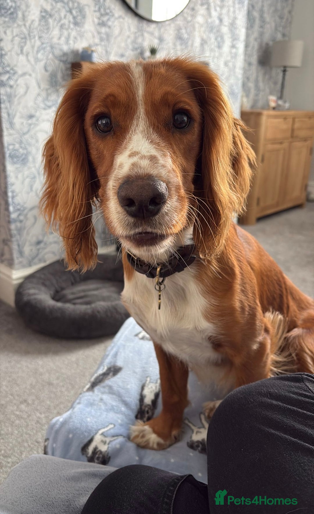 Cocker Spaniel dogs for stud: Red KC REG working cocker spaniel for stud - Advert 1