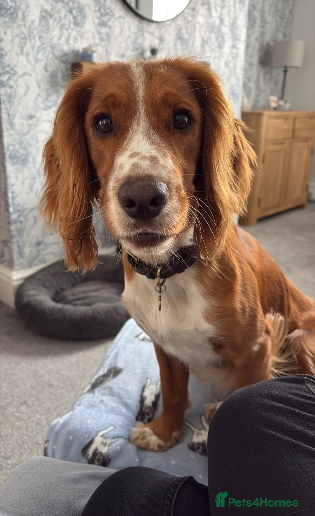 Cocker Spaniel dogs for stud: Red KC REG working cocker spaniel for stud - Advert 1