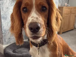 Cocker Spaniel dogs Red KC REG working cocker spaniel for stud - Advert 4