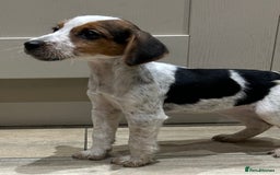 Mixed Breed dogs for sale: Beautiful Cocker cross Jack Russell puppies  - Advert 5