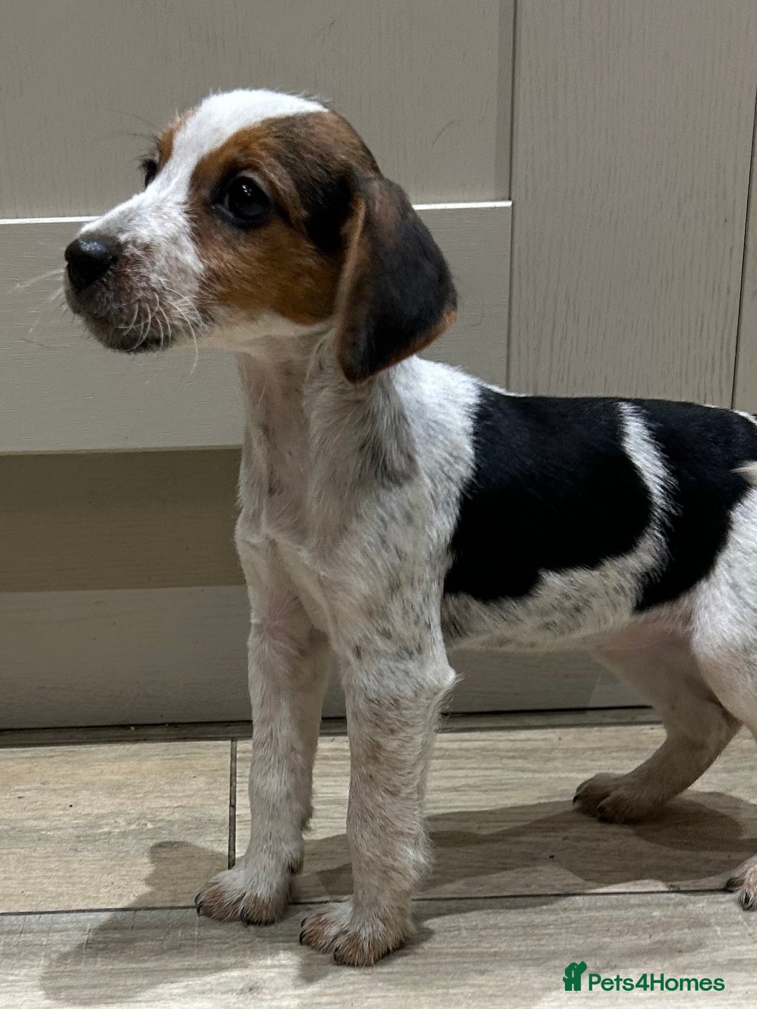 Mixed Breed dogs for sale: Beautiful Cocker cross Jack Russell puppies  - Advert 5