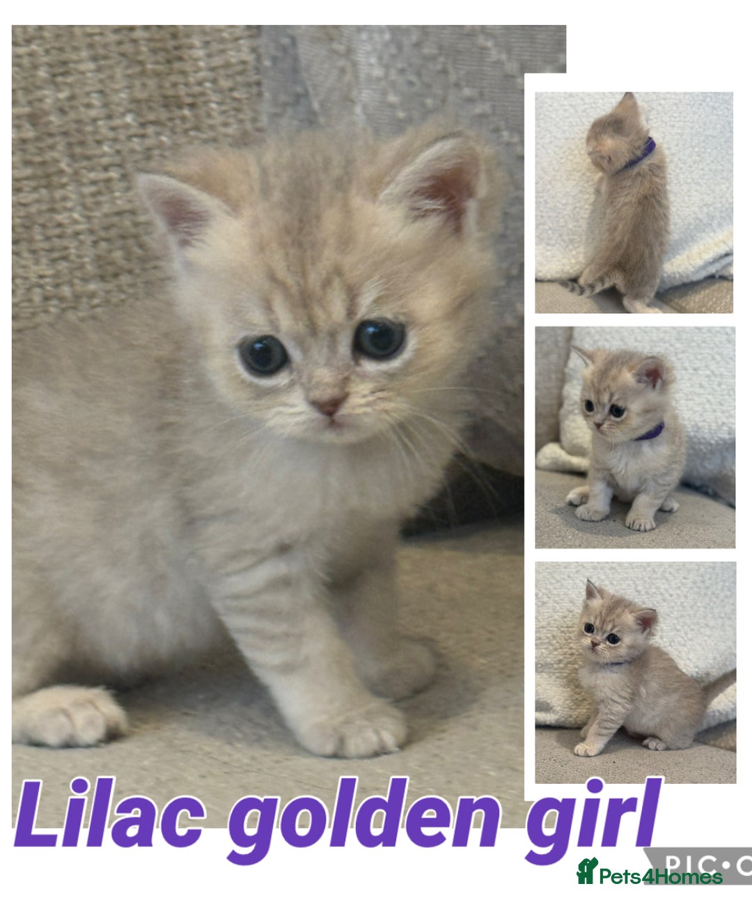 British Shorthair cats for sale: GCCF lilac goldens  - Advert 5