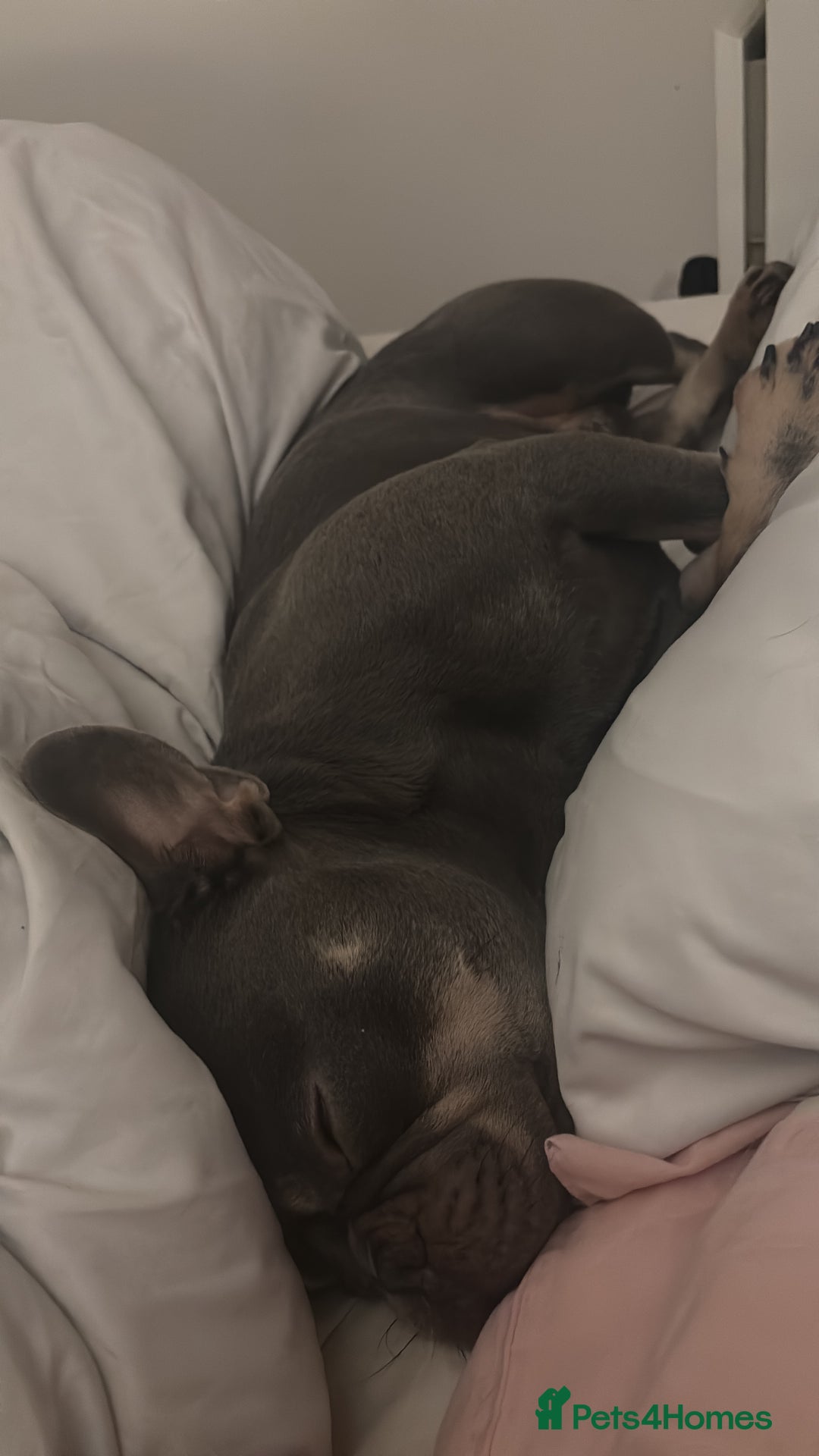 French Bulldog dogs for stud: Blue and Isabella French bulldog  - Image 5
