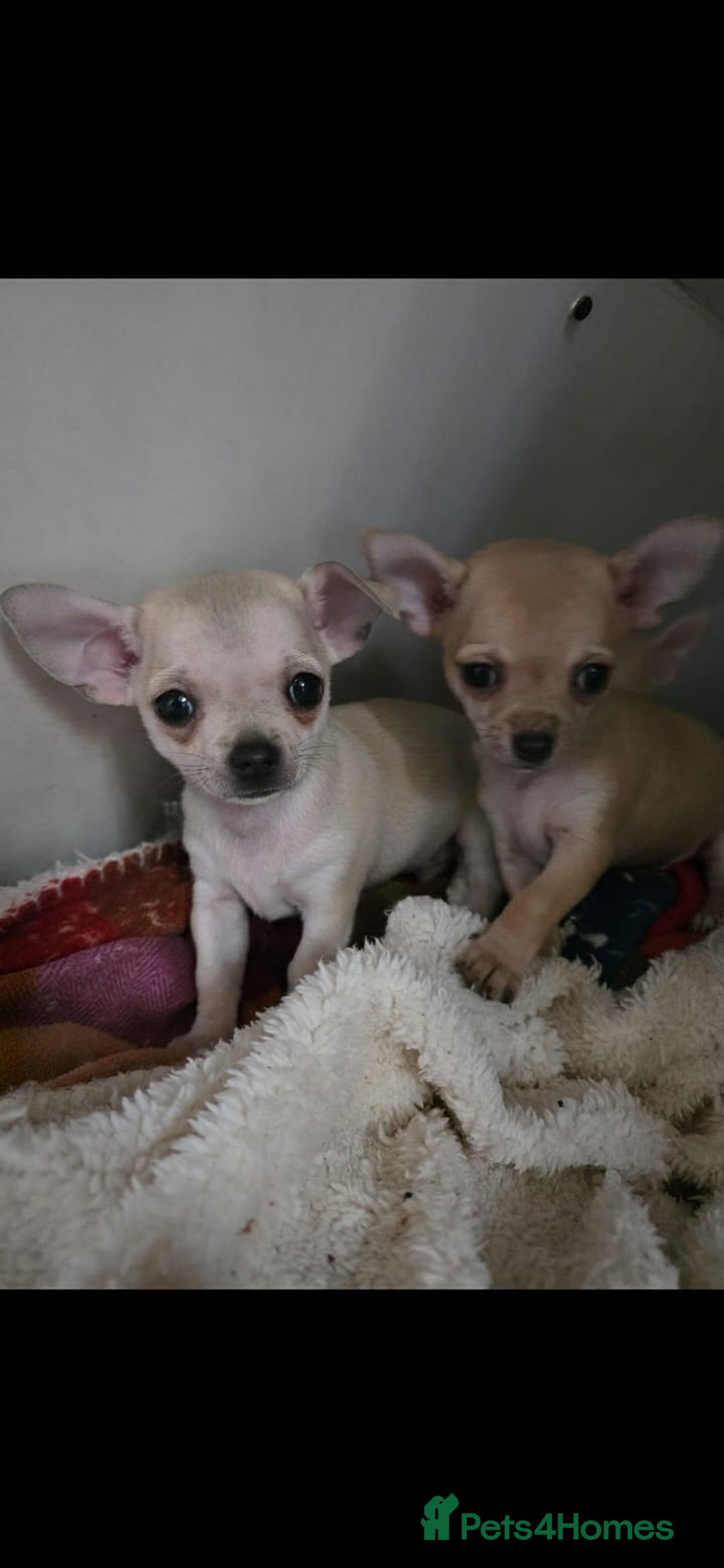 Chihuahua dogs for sale: 4 boys chihuahua puppies  - Advert 8