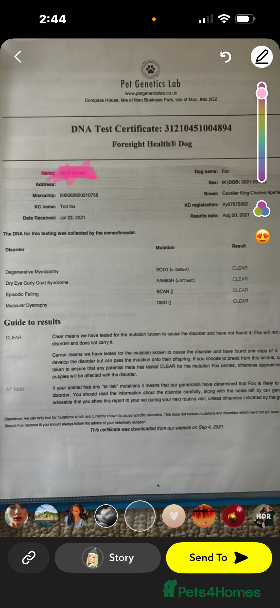 Cavalier King Charles Spaniel dogs for sale: Two beautiful kc boys  - Advert 32