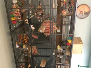 Cockatiels birds Two Cockatiels and large cage - Advert 1