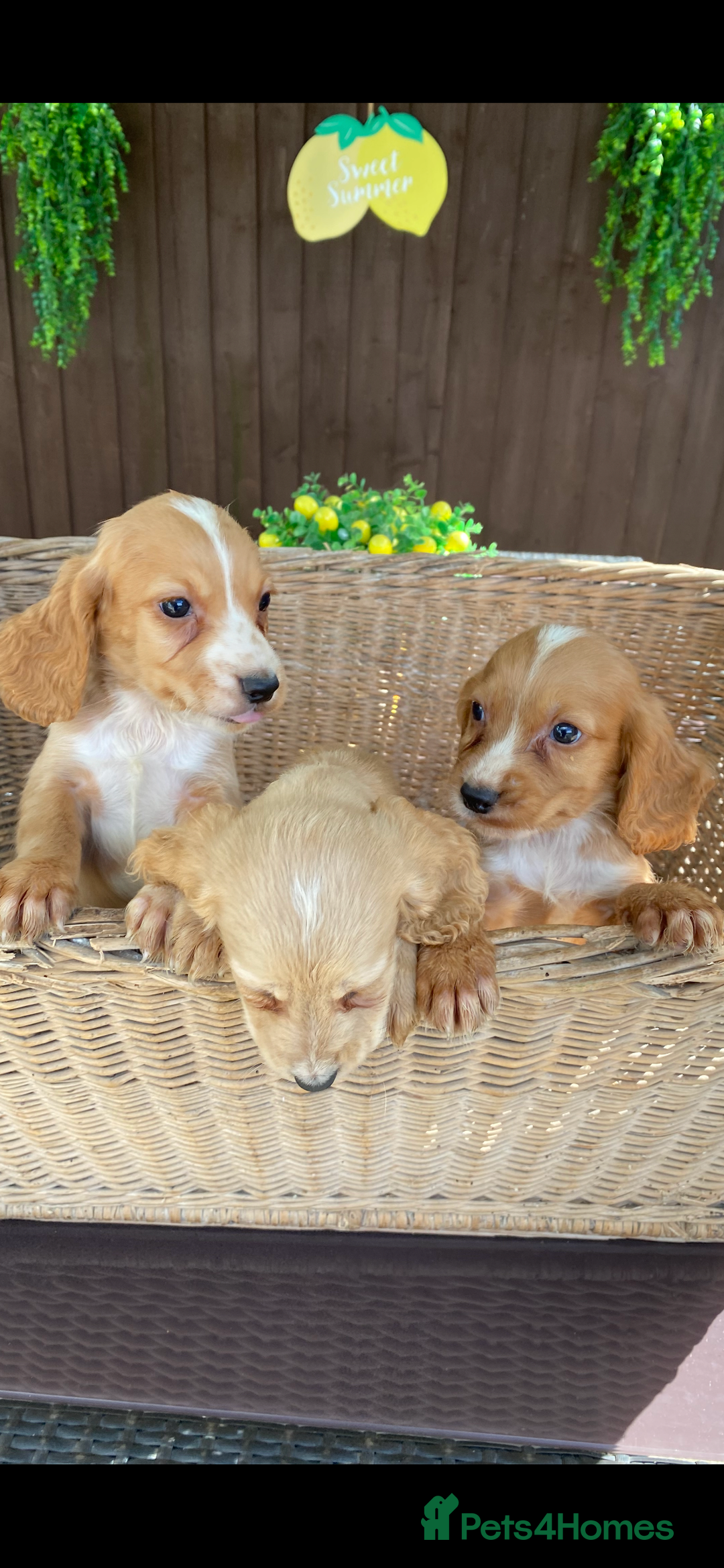 Cocker Spaniel dogs for sale: Golden cocker spaniel puppies  - Image 4