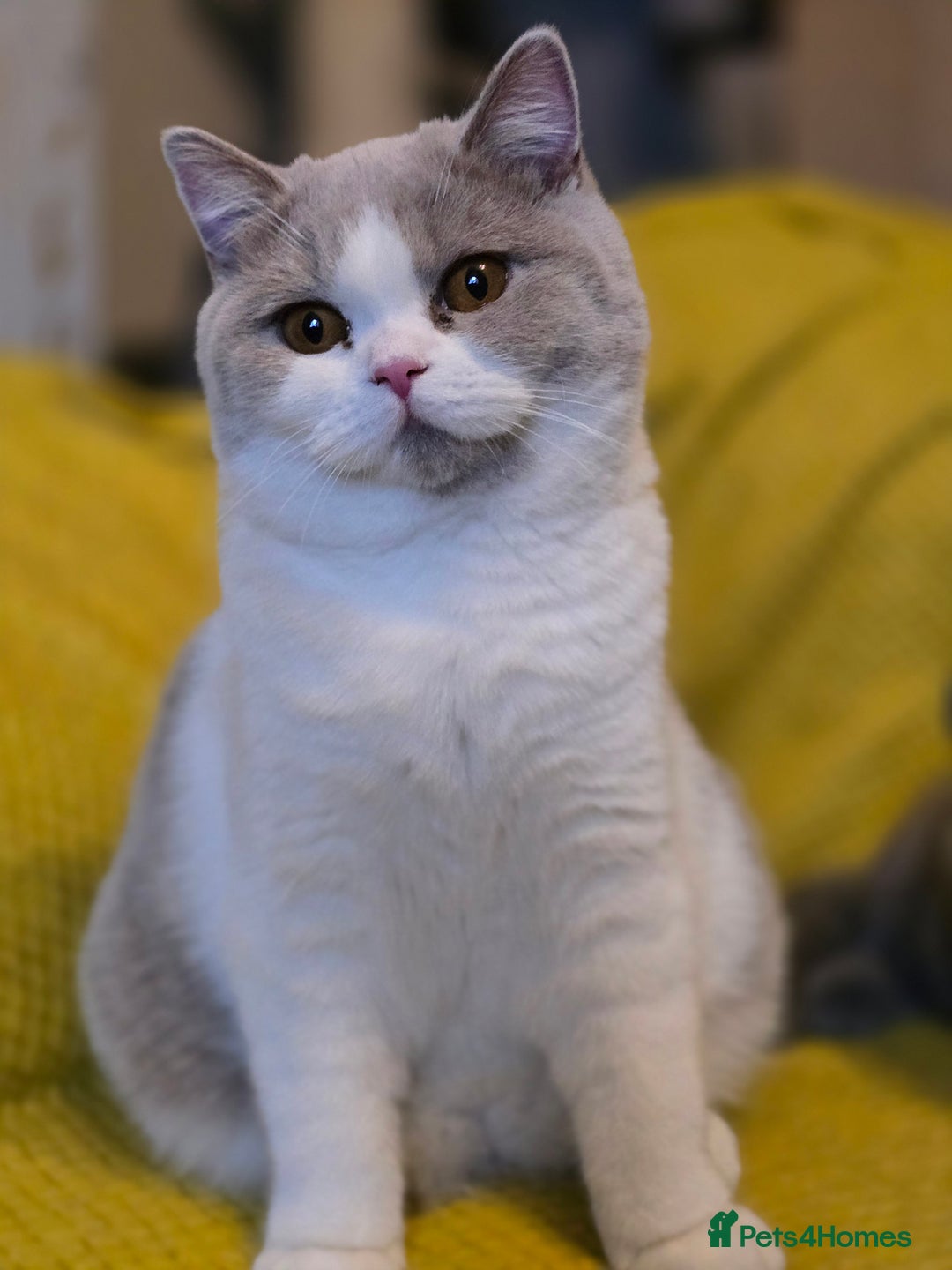 British Shorthair cats for sale: TICA registered BSH and BLH kittens - Advert 2