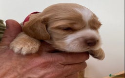 Cocker Spaniel dogs for sale: Adorable show cocker spaniels - Image 11