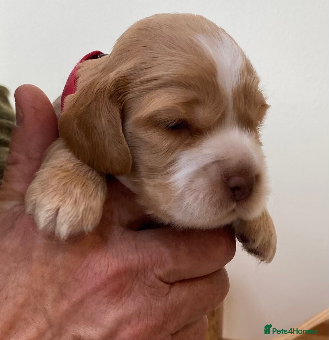 Cocker Spaniel dogs for sale: Adorable show cocker spaniels - Image 11