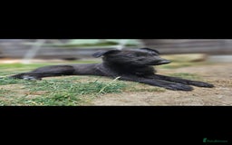 Lurcher dogs for sale: Deerhound Greyhound x deerhound Greyhound f1 - Image 20